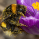 Illustration for article titled Bees are actually capable of deductive reasoning